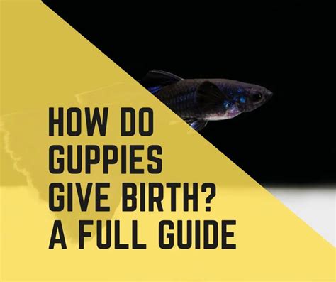 guppy fish|How to Care For Guppies – A Complete Guide .